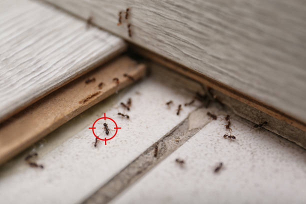 Pest Control for Restaurants in Broad Brook, CT